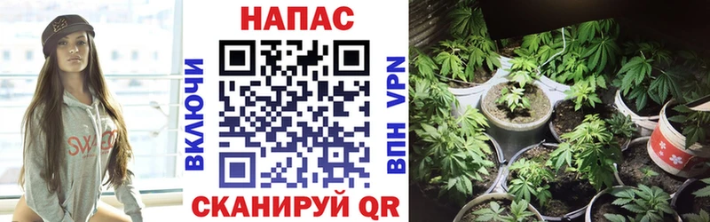 наркотики  Новотроицк  Бошки Шишки гибрид 